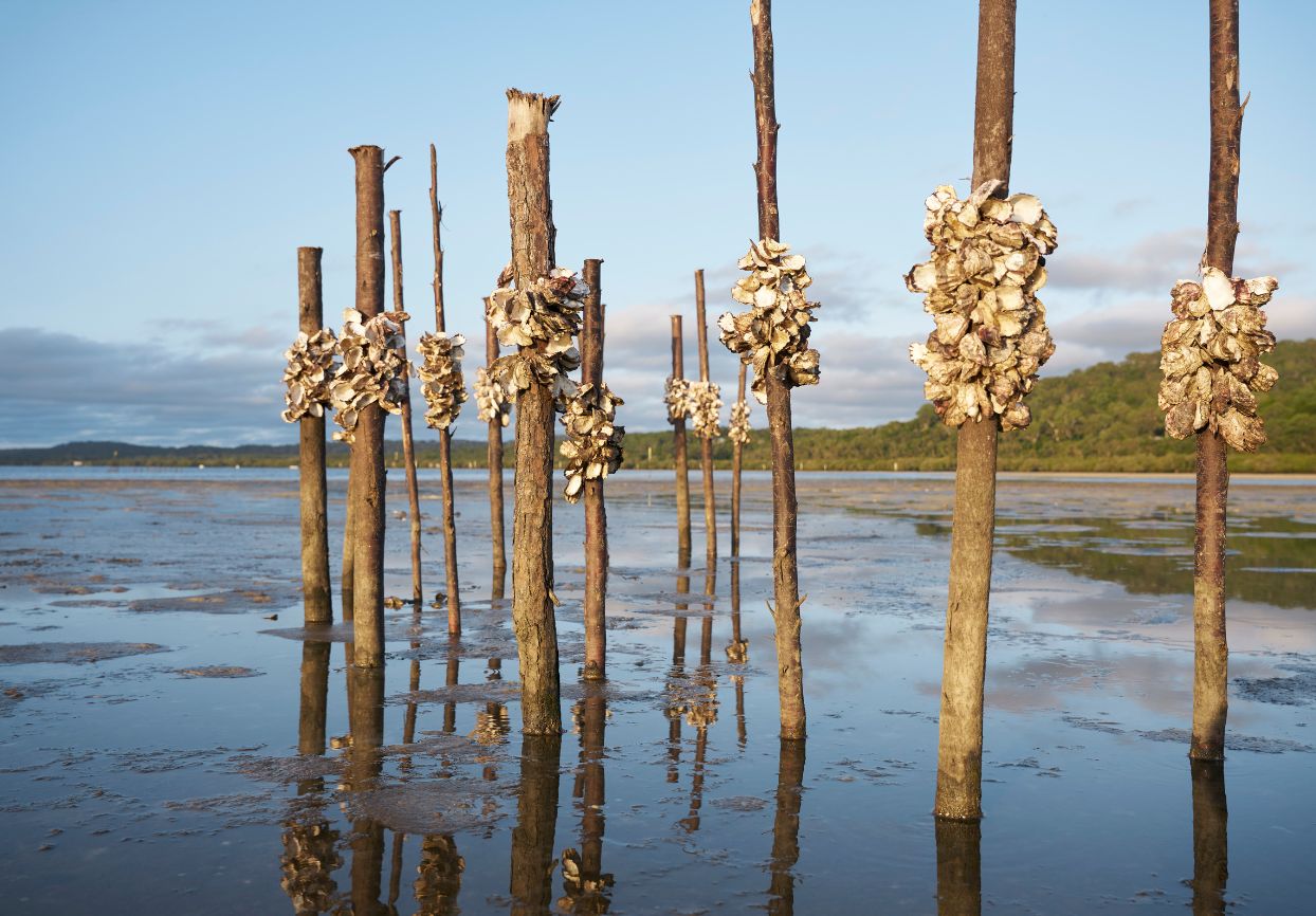 Megan Cope, Kinyingarra Guwinyanba, 2022–ongoing, dimensions variable, burogari (cypress pine), kinyingarra (oyster) shells, stainless steel wire. Installation view Minjerribah/North Stradbroke Islan